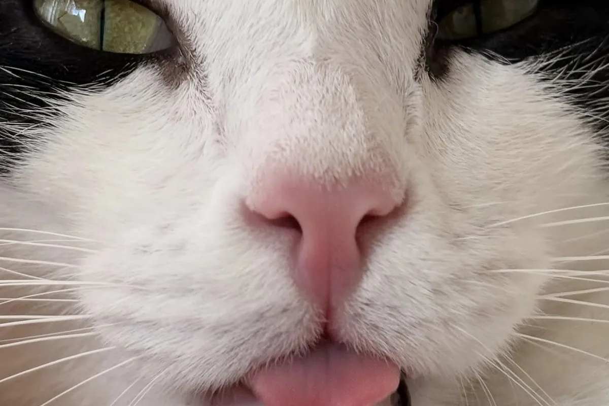 La Gatoria
